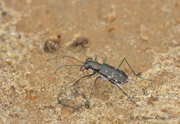 Cicindela trifasciata